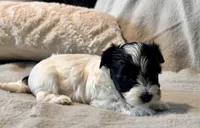 Milo Parti, a male Yorkshire Terrier for sale in Tampa, FL – 9 of 10