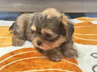 Archie , a male Yorkshire Terrier and Shorkie for sale in Tampa, FL – 2 of 10