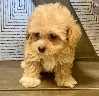 Bailey tiny, a male Maltipoo and Poodle - Toy  for sale in Tampa, FL – 4 of 10
