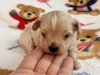 Benny , a male Maltipoo and Poodle - Toy  for sale in Tampa, FL – 4 of 10