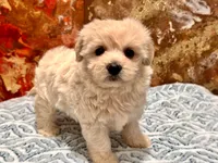 Molly , a female Maltipoo and Poodle - Toy  for sale in Tampa, FL – 4 of 9