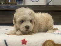 Belshy, a female Maltipoo and Poodle - Toy  for sale in Tampa, FL – 8 of 10
