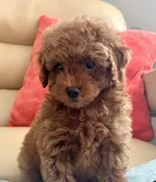 Liam, a male Maltipoo and Poodle - Toy  for sale in Tampa, FL – Photo 9 of 10