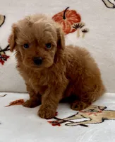 Liam, a male Poodle - Toy  for sale in Tampa, FL – Photo 5 of 10