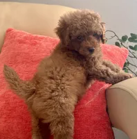 Liam, a male Maltipoo and Poodle - Toy  for sale in Tampa, FL – Photo 3 of 10