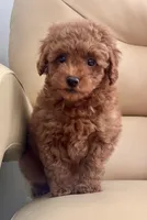 Liam, a male Maltipoo and Poodle - Toy  for sale in Tampa, FL – Photo 6 of 10