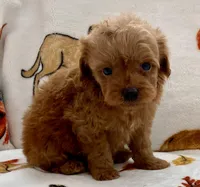 Liam, a male Poodle - Toy  for sale in Tampa, FL – Photo 3 of 10