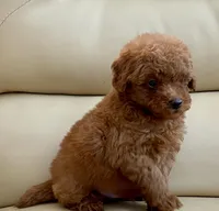 Liam, a male Maltipoo for sale in Tampa, FL – Photo 9 of 10