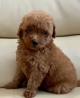 Liam, a male Maltipoo for sale in Tampa, FL – Photo 5 of 10