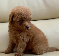 Liam, a male Maltipoo for sale in Tampa, FL – Photo 7 of 10