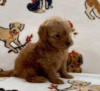 Liam, a male Poodle - Toy  for sale in Tampa, FL – Photo 10 of 10