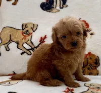 Liam, a male Poodle - Toy  for sale in Tampa, FL – Photo 9 of 10