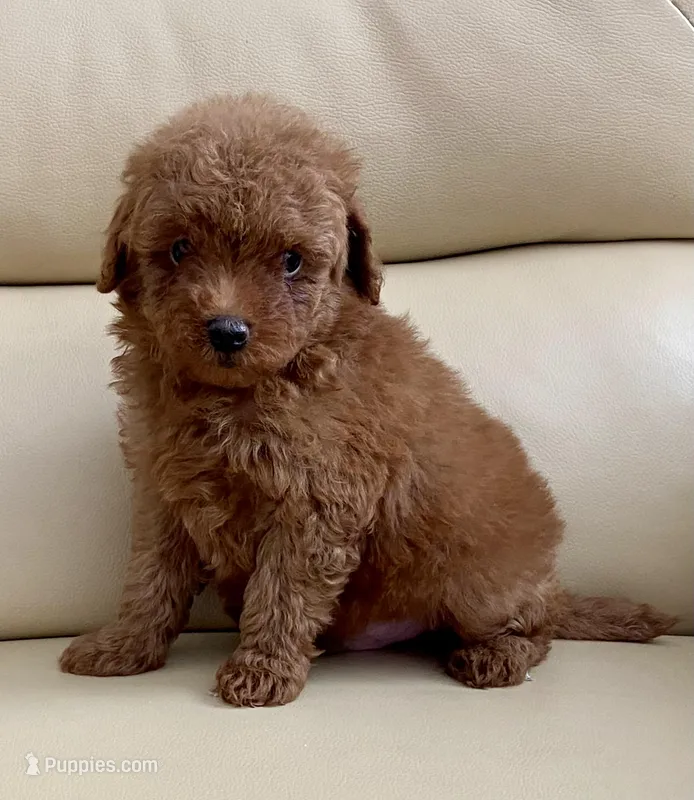 Liam – Poodle - Toy  puppy for sale in Tampa, FL