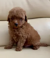 Liam, a male Maltipoo for sale in Tampa, FL – Photo 1 of 10