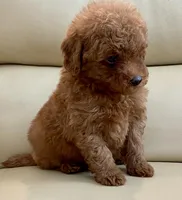 Liam, a male Maltipoo for sale in Tampa, FL – Photo 8 of 10