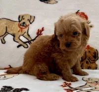 Liam, a male Poodle - Toy  for sale in Tampa, FL – Photo 7 of 10