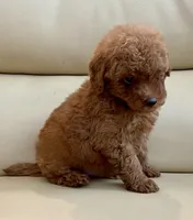 Liam, a male Maltipoo for sale in Tampa, FL – Photo 2 of 10