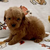 Liam, a male Poodle - Toy  for sale in Tampa, FL – Photo 6 of 10