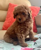Liam, a male Maltipoo and Poodle - Toy  for sale in Tampa, FL – Photo 4 of 10