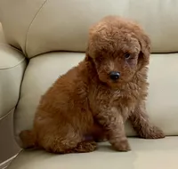 Liam, a male Maltipoo for sale in Tampa, FL – Photo 6 of 10