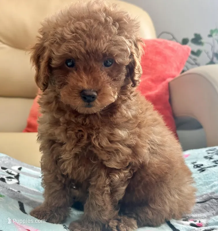 Liam – Maltipoo, Poodle - Toy  puppy for sale in Tampa, FL