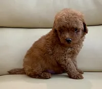 Liam, a male Maltipoo for sale in Tampa, FL – Photo 3 of 10