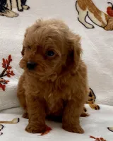 Liam, a male Poodle - Toy  for sale in Tampa, FL – Photo 2 of 10