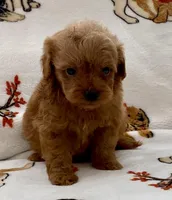 Liam, a male Poodle - Toy  for sale in Tampa, FL – Photo 1 of 10