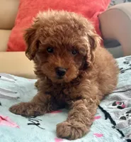 Liam, a male Maltipoo and Poodle - Toy  for sale in Tampa, FL – Photo 10 of 10