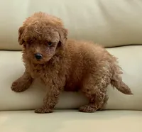 Liam, a male Maltipoo for sale in Tampa, FL – Photo 4 of 10