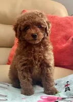 Liam, a male Maltipoo and Poodle - Toy  for sale in Tampa, FL – Photo 7 of 10
