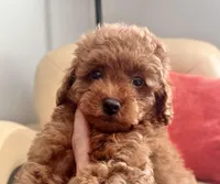 Liam, a male Maltipoo and Poodle - Toy  for sale in Tampa, FL – Photo 2 of 10