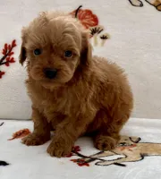 Liam, a male Poodle - Toy  for sale in Tampa, FL – Photo 4 of 10