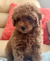 Liam, a male Maltipoo and Poodle - Toy  for sale in Tampa, FL – Photo 8 of 10