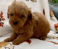 Liam, a male Poodle - Toy  for sale in Tampa, FL – Photo 8 of 10