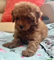 Liam, a male Maltipoo and Poodle - Toy  for sale in Tampa, FL – Photo 5 of 10