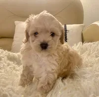 Marley, a male Cavapoo and Poodle - Toy  for sale in Tampa, FL – 2 of 10
