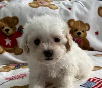 Shelby, a female Maltipoo and Poodle - Toy  for sale in Tampa, FL – 9 of 9