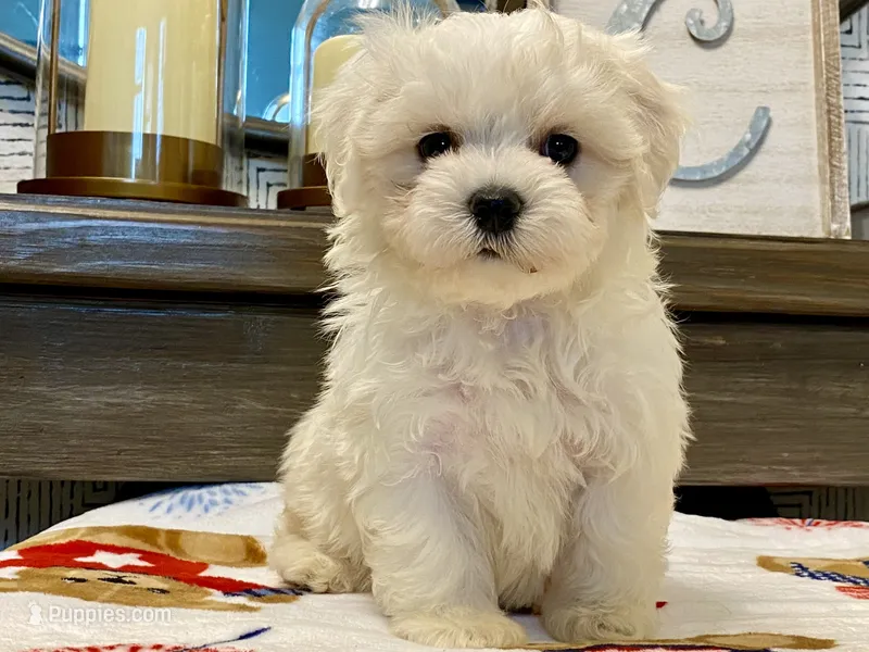 Oliver – Maltipoo, Poodle - Toy  puppy for sale in Tampa, FL