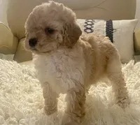Noelle Toy F1b , a female Cavapoo and Poodle - Toy  for sale in Tampa, FL – 7 of 9