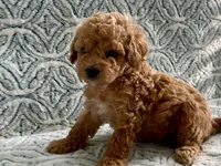 Pickles , a male Maltipoo and Poodle - Toy  for sale in Tampa, FL – 1 of 7