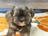 Lucy, a female Yorkshire Terrier and Shorkie for sale in Tampa, FL – 4 of 9