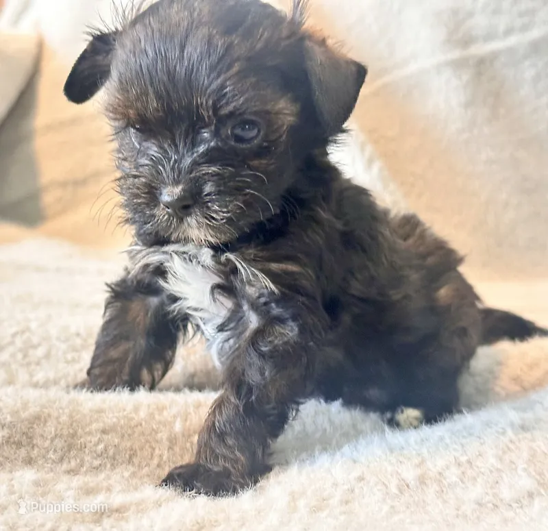 Niko Tiny – Yorkshire Terrier puppy for sale in Tampa, FL