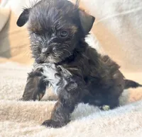 Niko Tiny, a male Yorkshire Terrier for sale in Tampa, FL – 1 of 10