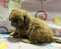 Mila, a female Maltipoo and Poodle - Toy  for sale in Tampa, FL – 7 of 10