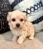 Lucy , a female Maltipoo and Poodle - Toy  for sale in Tampa, FL – 9 of 10