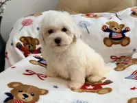 Toby , a male Maltipoo and Poodle - Toy  for sale in Tampa, FL – 9 of 10