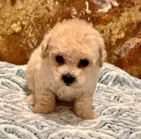 Chloe , a female Maltipoo and Poodle - Toy  for sale in Tampa, FL – 5 of 9
