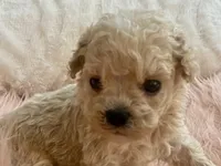 Toby, a male Maltipoo and Poodle - Toy  for sale in Tampa, FL – Photo 5 of 10