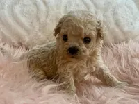 Toby, a male Maltipoo and Poodle - Toy  for sale in Tampa, FL – Photo 8 of 10
